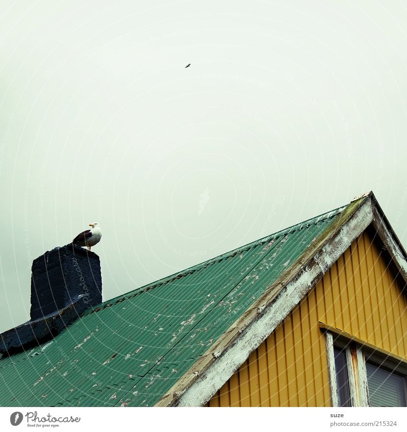 Ne maf Haus Tier Hütte Fenster Dach Schornstein Wildtier Vogel 1 sitzen gelb grün Möwe überblicken Überblick Wellblech Spitzdach Island abblättern