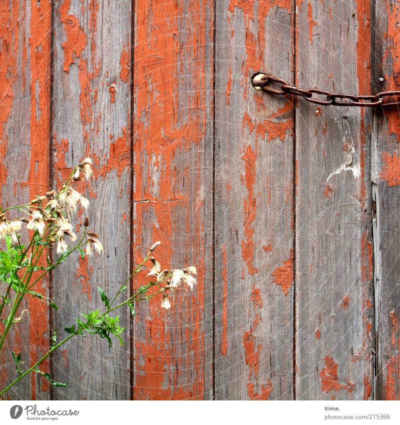 Jung & Alt Holzbrett Holzwand Außenaufnahme Menschenleer orange Kette Pflanze Blüte grün Bauzaun Hütte geschlossen Blühend verfallen abblättern Farbe Farbstoff