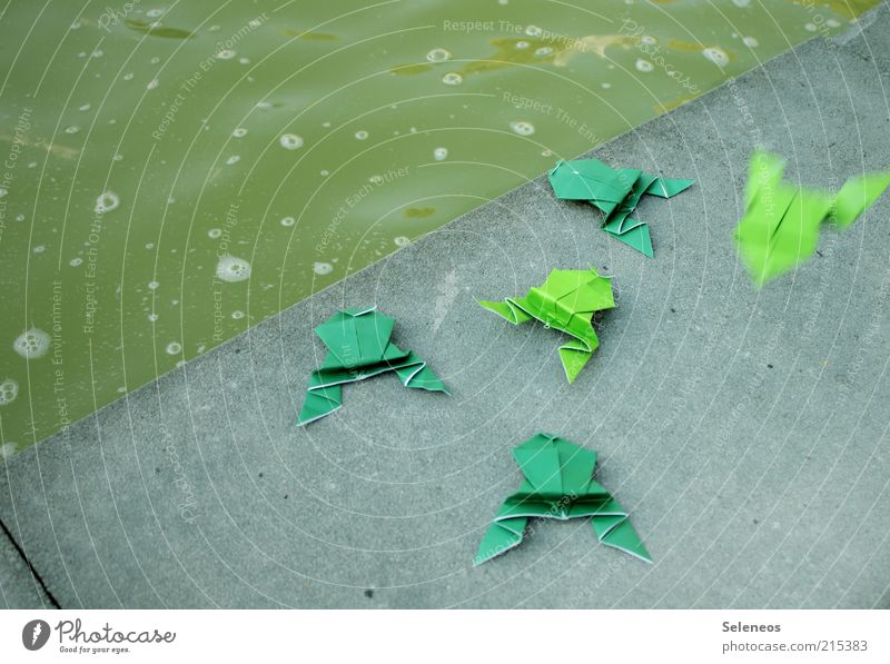 Auf dem Sprung Freizeit & Hobby Spielen Basteln Origami Tier Frosch Stein springen klein Wasser Teich Farbfoto Außenaufnahme Menschenleer Textfreiraum links Tag