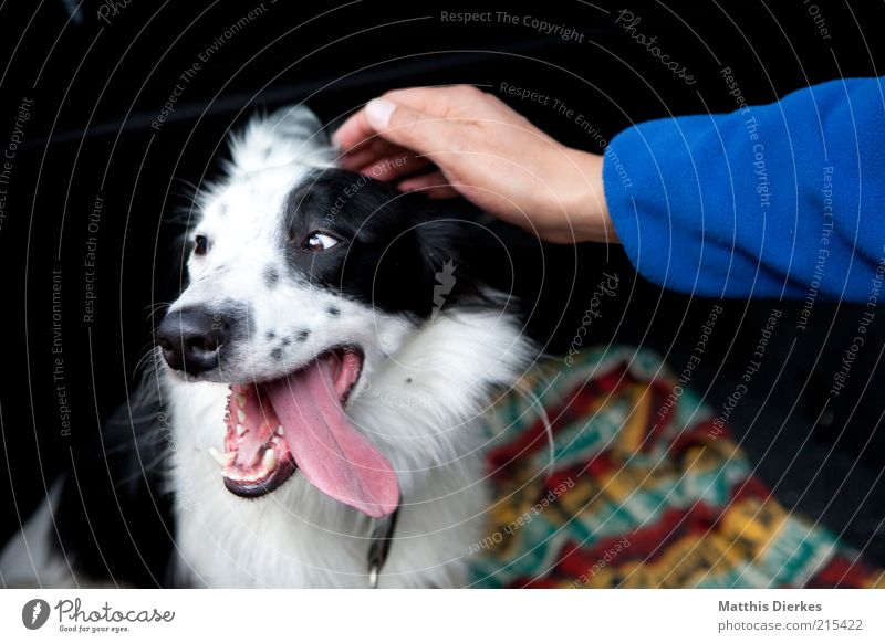Brav Mensch Arme Hand Finger Tier Haustier Hund 1 ästhetisch Freundlichkeit Wärme Collie Hundeblick Müdigkeit Zunge Streicheln Liebe Zuneigung Freundschaft