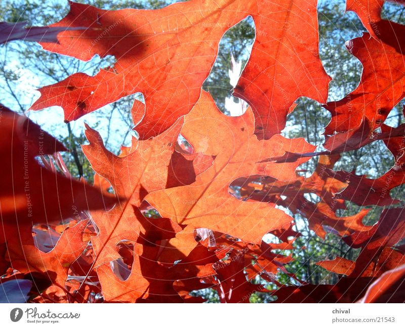 Herbst Blatt Herbstlaub rot Indian Summer
