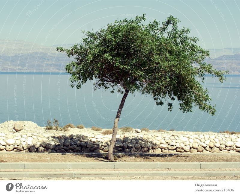 Der letzte Baum am toten Meer Umwelt Natur Landschaft Sommer Klima Klimawandel Wetter Schönes Wetter Wachstum einfach Totes Meer Israel Einsamkeit Steinmauer