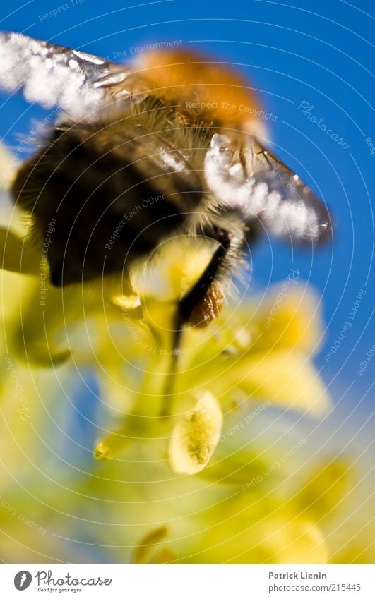 Hummel im Abflug Umwelt Natur Pflanze Tier Sommer Blüte Wildtier 1 gelb blau schön Flügel Hinterteil groß Nektar Farbfoto mehrfarbig Detailaufnahme