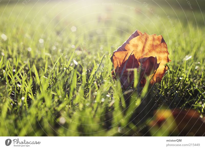 Herbstlicht. Umwelt Natur ästhetisch Herbstlaub herbstlich Herbstfärbung Herbstbeginn Blatt Rasen Gras Jahreszeiten November braun ruhig Lichtschein