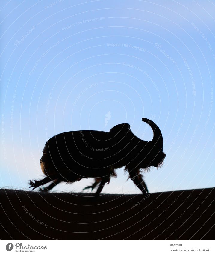 Nashornkäfer Tier Käfer 1 blau schwarz unheimlich Insekt Himmel Schatten Horn Farbfoto Außenaufnahme Menschenleer Beine Ganzkörperaufnahme Silhouette