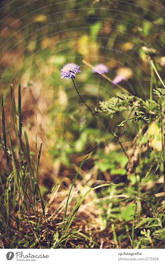 Einzelgänger Umwelt Natur Pflanze Sommer Herbst Blume Gras Blüte Wiese schön Tag Schwache Tiefenschärfe violett Menschenleer Unschärfe