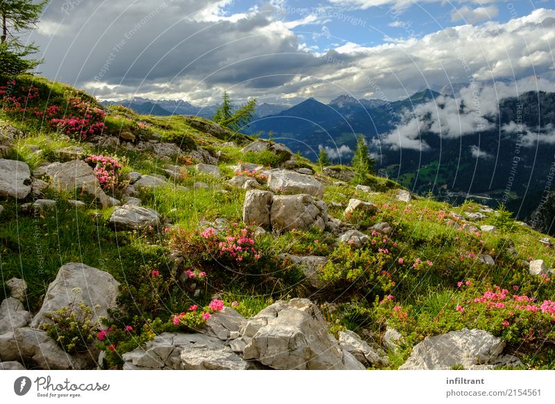In den Dolomiten Ferien & Urlaub & Reisen Sommer Berge u. Gebirge wandern Natur Landschaft Wolken Gras Sträucher Blüte Wiese Felsen Alpen Italien natürlich blau