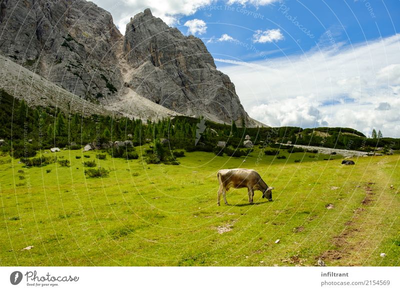 Dolomiten - Höhenweg 1 Ferien & Urlaub & Reisen Sommer Berge u. Gebirge wandern Natur Landschaft Wiese Felsen Alpen Tier Kuh Fressen ästhetisch frei natürlich