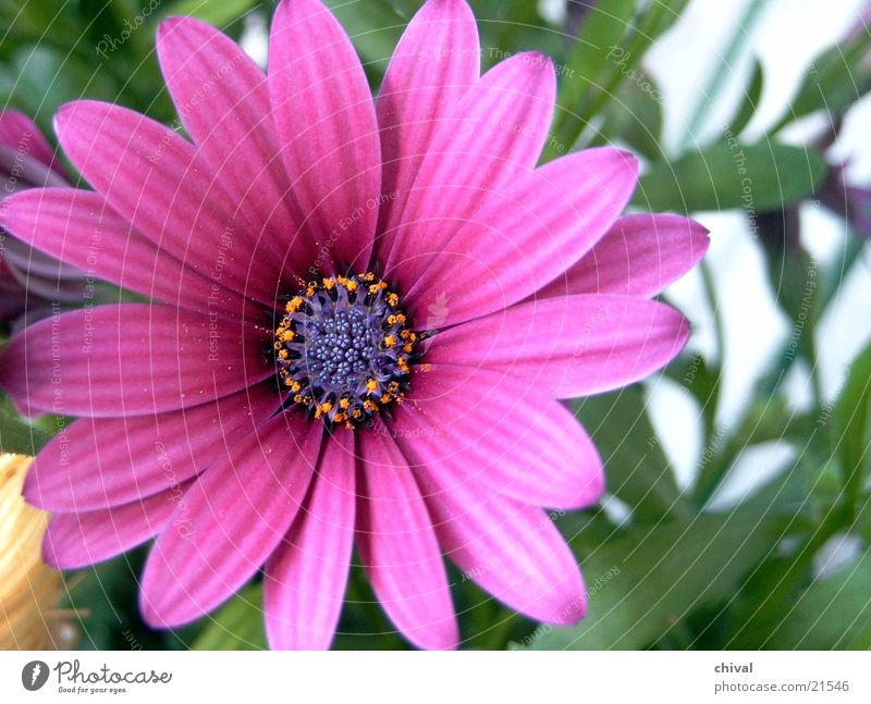 Blütenstern Blume violett Stern (Symbol)