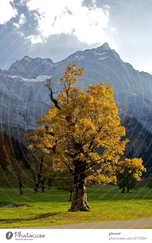 Ahornbaum Berge u. Gebirge Umwelt Landschaft Wolken Herbst Baum Wildpflanze Alpen Schneebedeckte Gipfel alt braun rot Natur Kontrast Mitte groß Bergkette