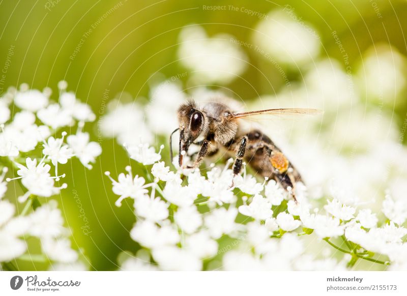 Die Bienen genießen den Sommer Umwelt Natur Pflanze Frühling Garten Park Wiese Nutztier Arbeit & Erwerbstätigkeit beobachten Blühend krabbeln Duft nachhaltig