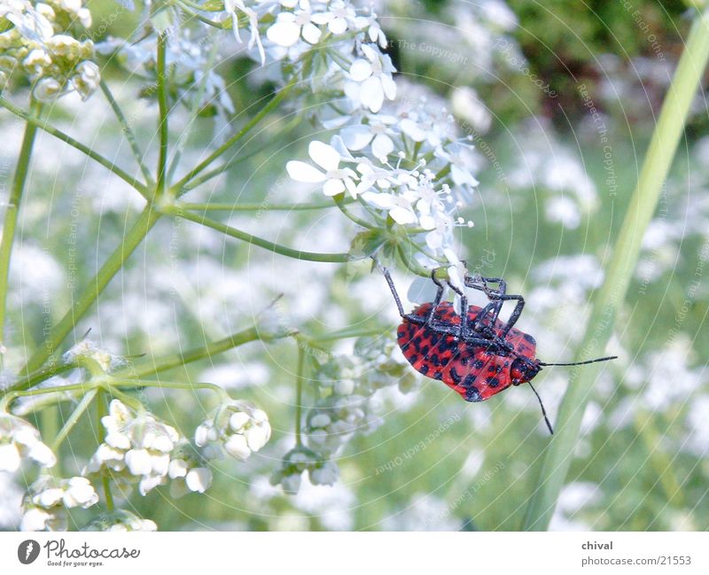 Akrobat Wiese Wiesenkerbel rot Käfer Büte schwarz getupft