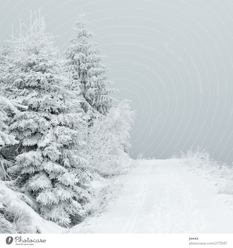 Düstere Aussicht Natur Himmel Eis Frost Schnee Baum Wald Wege & Pfade ruhig Schneelandschaft Farbfoto Gedeckte Farben Außenaufnahme Menschenleer Tag