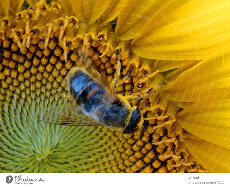 Bestäubung Biene Insekt Sonnenblume gelb Nahaufnahme