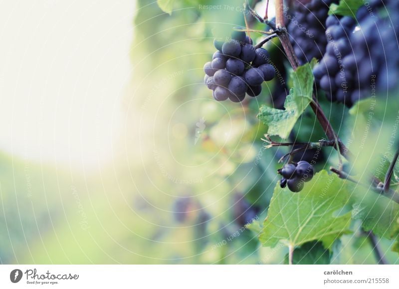 Wein Umwelt Natur Herbst Pflanze Blatt Nutzpflanze blau violett Weinberg Weintrauben reif Frucht Weinbau Farbfoto Außenaufnahme Detailaufnahme Menschenleer