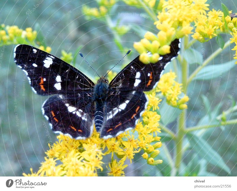 Antenne Butterfly Schmetterling Blüte Blume Landkärtchen Nahaufnahme