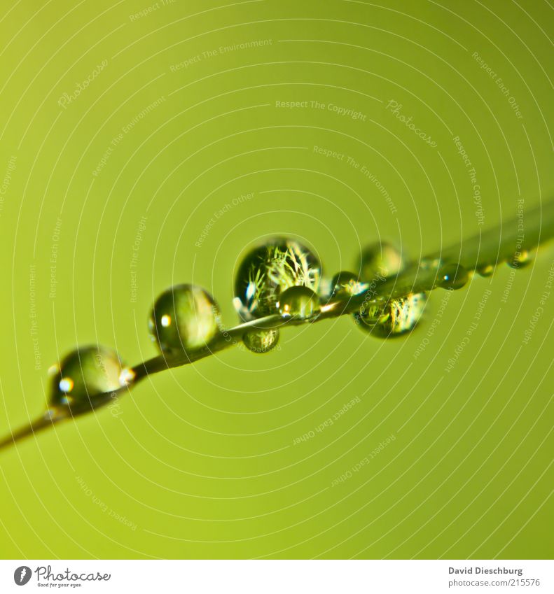 Spiegelbild einer Wiese Leben harmonisch ruhig Natur Pflanze Wasser Wassertropfen Frühling Sommer Gras Grünpflanze grün Tropfen nass Tau rund Halm Farbfoto
