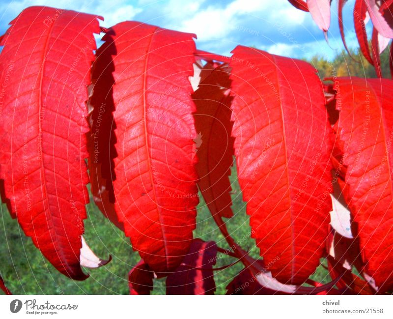 Rotes Herbstlaub Blatt Essigbaum Nahaufnahme