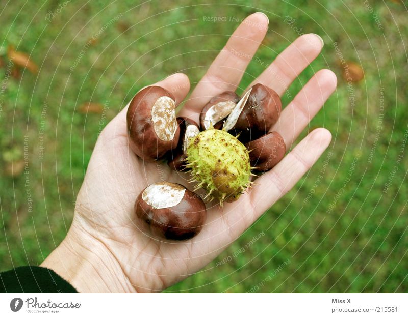 Den Herbst in der Hand Freizeit & Hobby Basteln Natur Pflanze Baum rund stachelig braun Sammlung Kastanie Schalen & Schüsseln Bastelmaterial herbstlich Suche
