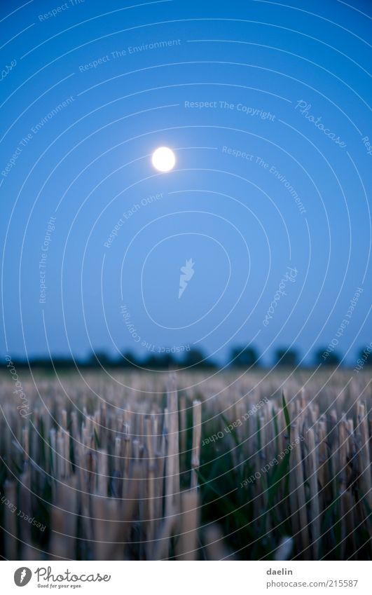 field at night Landschaft Herbst Feld blau Ernte Weizen Weizenfeld Abend Abenddämmerung Nacht Mond Mondschein Himmel Nahaufnahme Farbfoto Menschenleer Vollmond