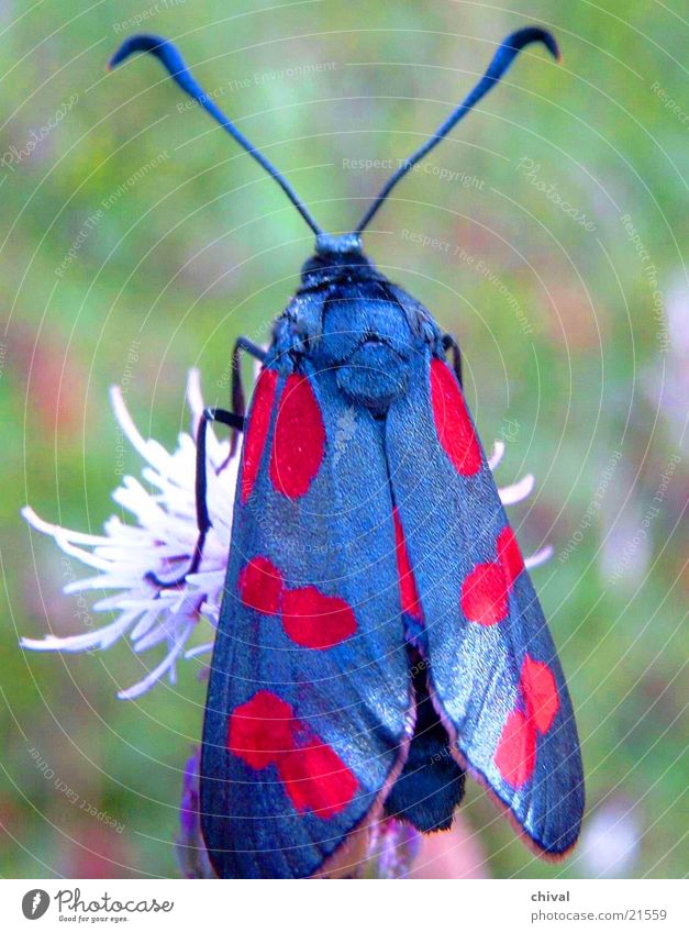 Schwarz und Rot Schmetterling Blüte Färbung Widderchen Flügel Nahaufnahme