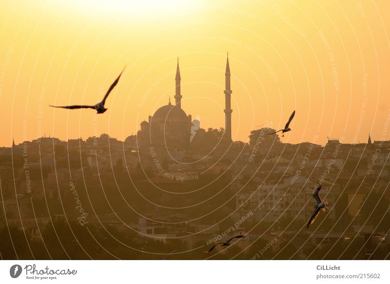 Abend(im)Land Wolkenloser Himmel Horizont Sonnenaufgang Sonnenuntergang Sommer Bauwerk Sehenswürdigkeit Vogel Taube 4 Tier Tiergruppe Schwarm fliegen Istanbul