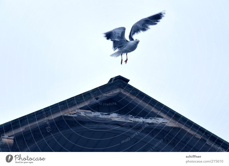 Ich? sitzenbleiben? vergiss es! Tier 1 fliegen flattern Überraschung Blick Flügel Höhenflug abgehoben Dachgiebel Holzhaus Möwe Himmel Menschenleer