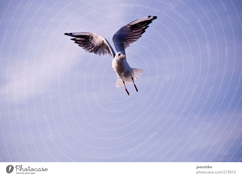Gymnastikmöwe Vogel Flügel 1 Tier fliegen ästhetisch frei Kraft Zufriedenheit elegant Freiheit Natur Stolz Symmetrie Möwe Schweben ausgestreckt Wind