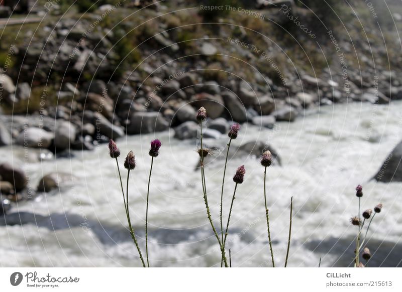 Kaukasische Flora Pflanze Erde Wasser Berge u. Gebirge Fluss Freude Lebensfreude Frühlingsgefühle Kraft ästhetisch Kaukasus Georgien Svanetien Gebirgsfluß