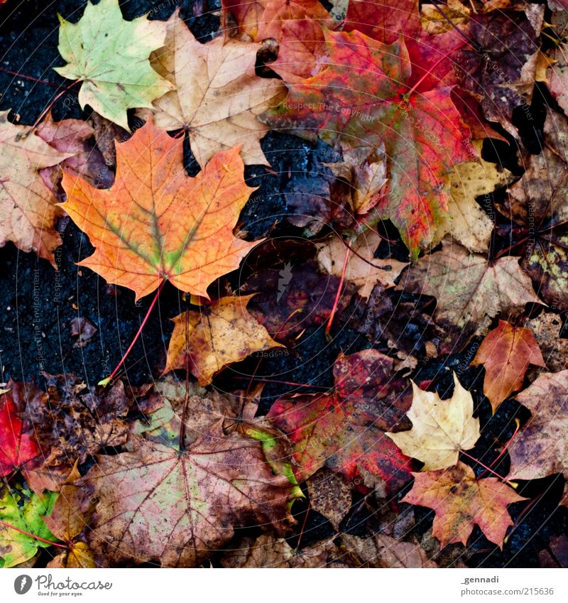 Dreckiger Herbst Natur schlechtes Wetter Blatt Herbstfärbung Boden dreckig hässlich natürlich Wahrheit Ehrlichkeit authentisch Ahornblatt alt Vergänglichkeit