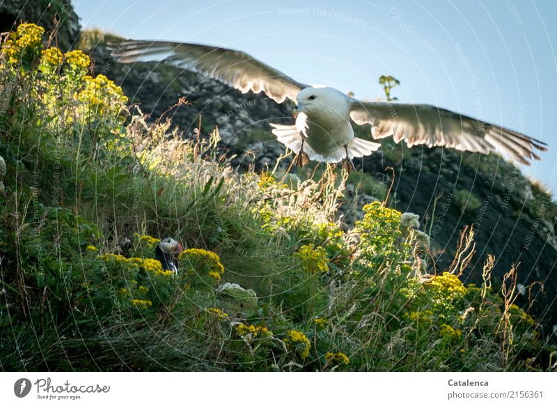 In Gefahr, eine Möwe fliegt die Bruthöhle des Papageientauchers an Jagd Natur Pflanze Tier Himmel Sommer Schönes Wetter Blume Gras Blüte Wildpflanze Geiskraut
