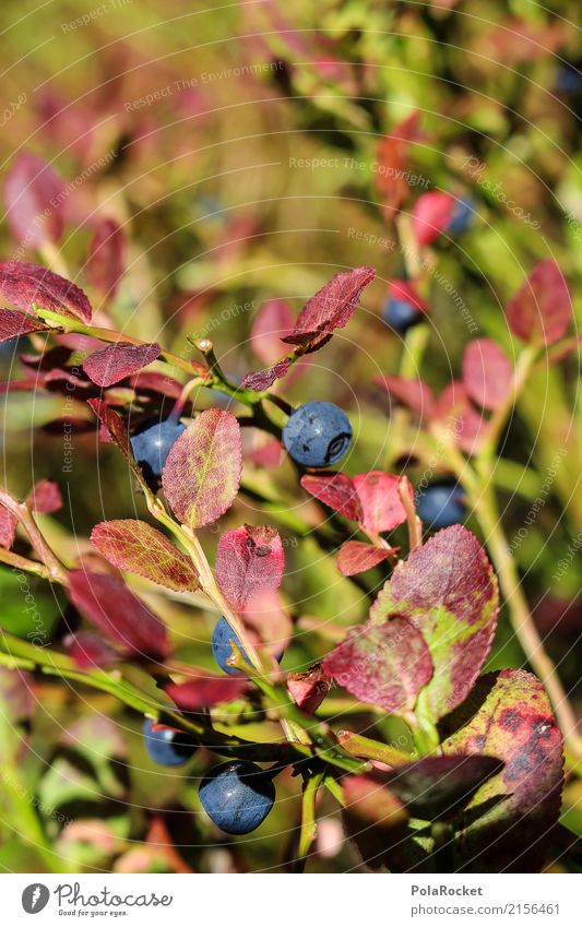 #S# BlauBÄREN Strauch Freizeit & Hobby Essen Frucht Ernährung Bioprodukte Wald Schweden Vegetarische Ernährung Diät Sommer Natur frisch saftig blau Sträucher