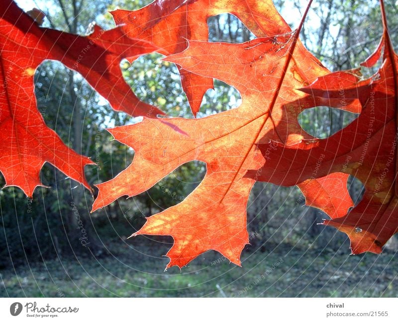 Herbstlaub rot Gegenlicht Blatt Farbe Sonne