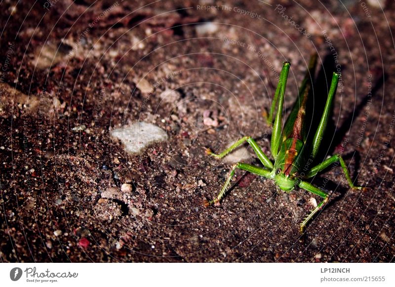 Mr. Grasshopper Umwelt Natur Erde Herbst Schönes Wetter Tier Heuschrecke 1 Ekel niedlich grün Leben Leichtigkeit hüpfen Feldheuschrecken Menschenleer