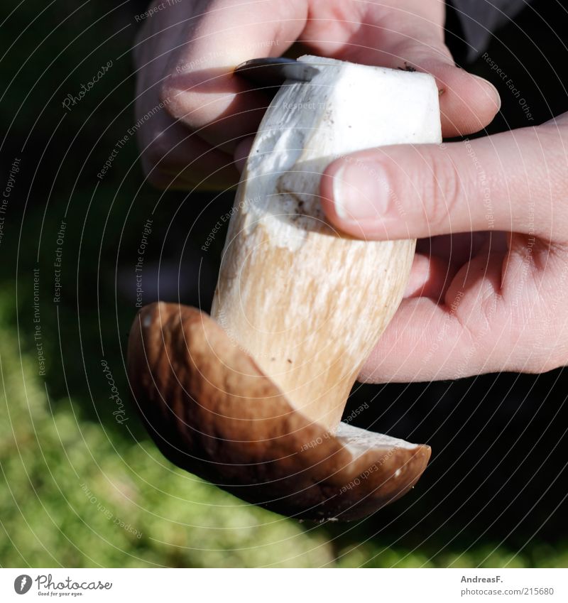 Glückspilz Messer Freizeit & Hobby Mensch Hand Finger Natur Sammlung Reinigen grün Pilz Steinpilze speisepilz abschneiden Farbfoto Außenaufnahme Detailaufnahme