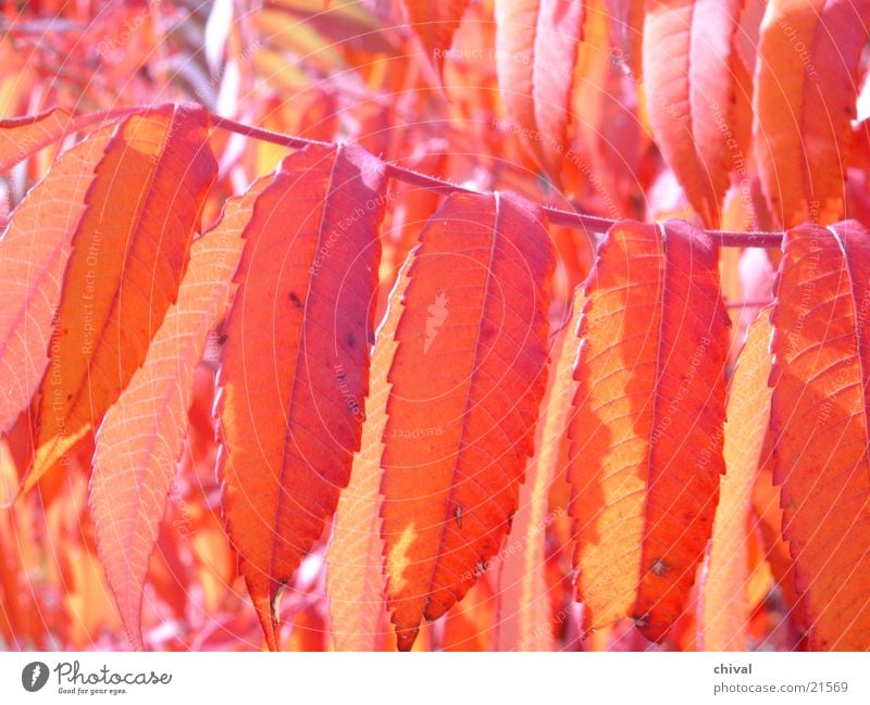 Indian Summer Herbstlaub Blatt Essigbaum Gegenlicht orange Nahaufnahme