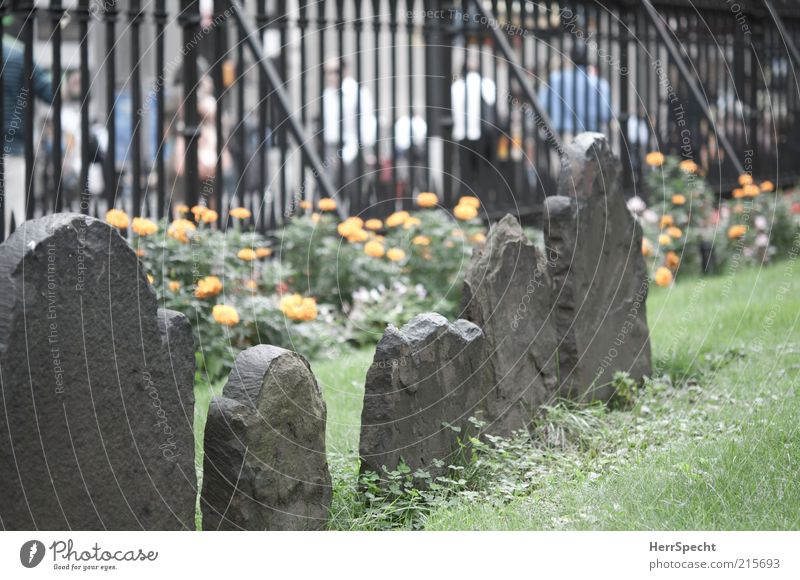 Die Toten und die Lebenden Mensch Blume Gras Wiese New York City bevölkert Fußgänger Straße Stein alt Friedhof Grab Grabstein verwittert Zaun Metallzaun
