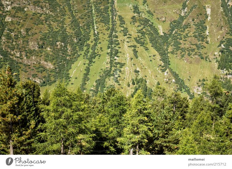 grün Wohlgefühl Zufriedenheit Ferien & Urlaub & Reisen Ausflug Sommer Berge u. Gebirge Umwelt Natur Landschaft Baum Tanne Fichte Wald Felsen Alpen nachhaltig