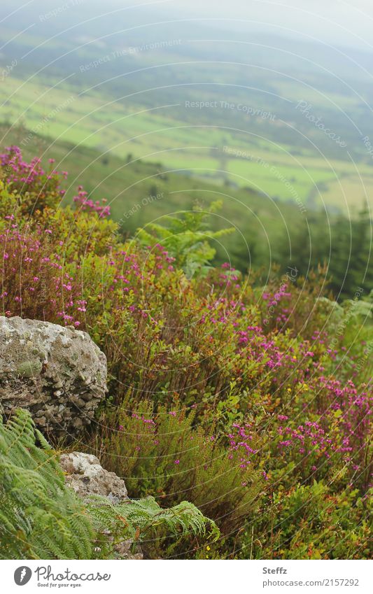 Aussicht von einem Hügel in Irland Hügelseite Sommer im Norden nordisch nordische Natur nordischer Sommer nordische Pflanzen nordische Romantik