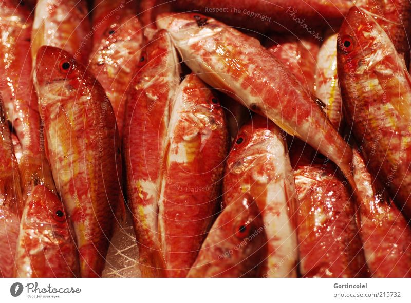 Rotbarbe Lebensmittel Fisch Ernährung Schuppen rot Barbe Mullus barbatus Rote Meerbarbe Farbfoto mehrfarbig Nahaufnahme Reflexion & Spiegelung viele Glätte