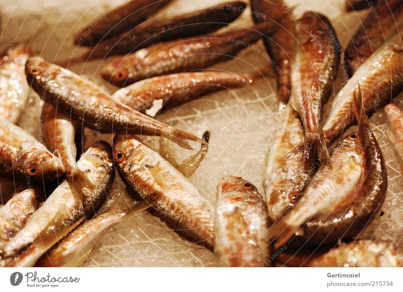 Streifenbarbe Lebensmittel Fisch Ernährung frisch Barbe Mullus surmuletus Farbfoto Kunstlicht Schatten Reflexion & Spiegelung viele