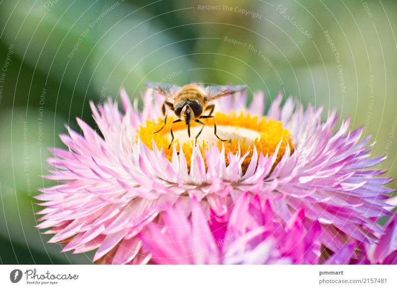 Biene fängt Blütenstaub von einer Blume ein Kräuter & Gewürze schön Krankheit Sommer Garten Natur Pflanze Tier Himmel Frühling Park Wiese Fliege Schmetterling
