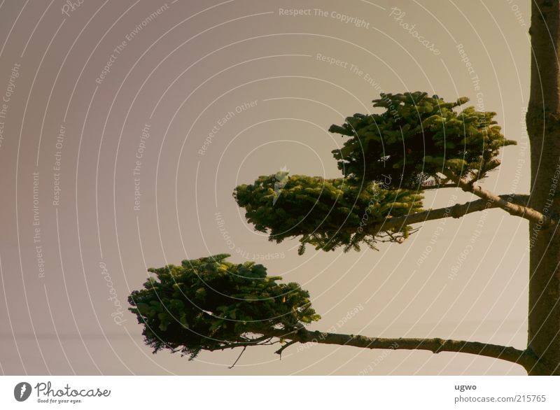 drei ebenen Himmel Baum Grünpflanze natürlich rund braun grün ruhig ästhetisch Farbfoto Außenaufnahme Tag Baumstamm Zweige u. Äste Natur Wachstum Menschenleer