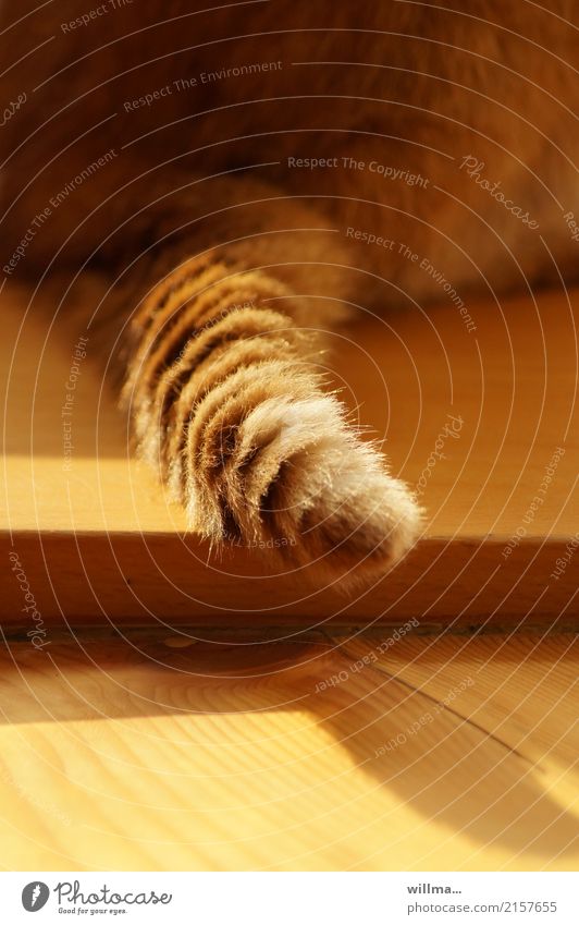 Schwanzgesteuert Katze Fell Hauskatze Haustier weich Tierliebe Holzfußboden rotbraun Detailaufnahme Rückansicht