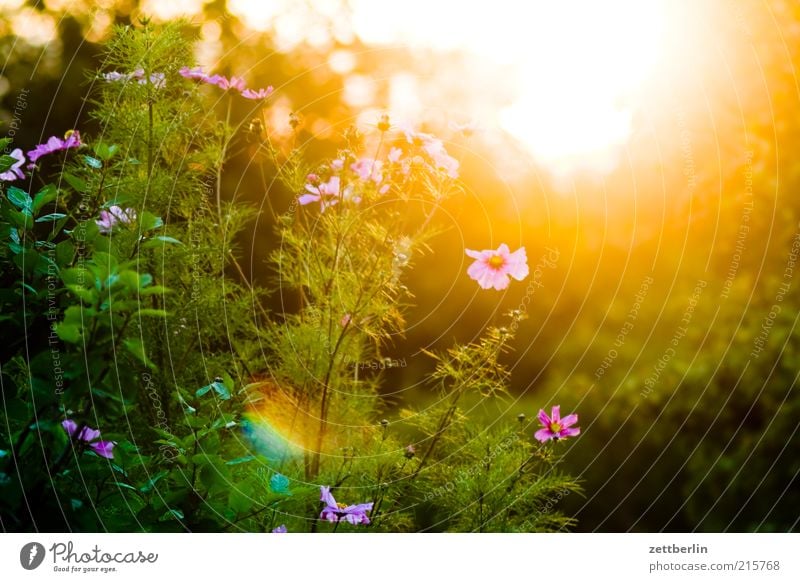 Cosmea Sonne Natur Landschaft Pflanze Sommer Schönes Wetter Blume Sträucher Blüte Blühend blenden grell Schmuckkörbchen Sonnenuntergang Gegenlicht Farbfoto