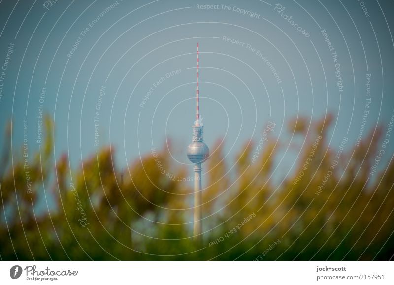 Berliner Pflanze Hauptstadt Wahrzeichen Berliner Fernsehturm Wachstum natürlich Umwelt herausragen hervorragend Gedeckte Farben Hintergrund neutral Schatten
