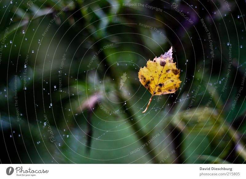 Den Herbst festhalten... Natur Pflanze Wasser Wassertropfen Regen Blatt gelb grün Spinnennetz hängen Herbstlaub herbstlich Herbstfärbung Herbstbeginn Farbfoto