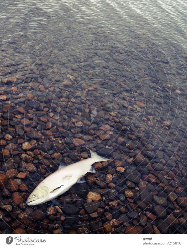 angekommen Umwelt Natur Tier Wasser Seeufer Shuswap Lake Kanada Amerika Totes Tier Fisch Lachs 1 alt Ekel nass Tod Intuition Orientierung Lebensziel Farbfoto