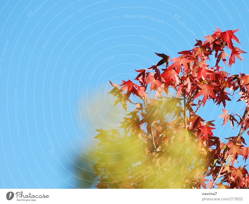 feuriger Herbst ruhig Umwelt Natur Landschaft Pflanze Wetter Schönes Wetter Baum Blatt exotisch Erholung grün rot Kraft Farbfoto mehrfarbig Außenaufnahme Tag