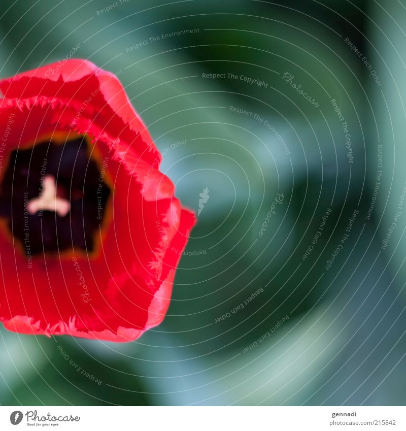 Liliengewächs Natur Pflanze Frühling Blume Tulpe Blüte frisch weich grün rot Symmetrie Farbfoto Außenaufnahme Menschenleer Textfreiraum rechts Tag